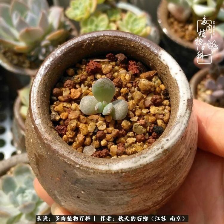 渡劫归来的肉肉,谁是谁的前世,谁又成了谁的今生