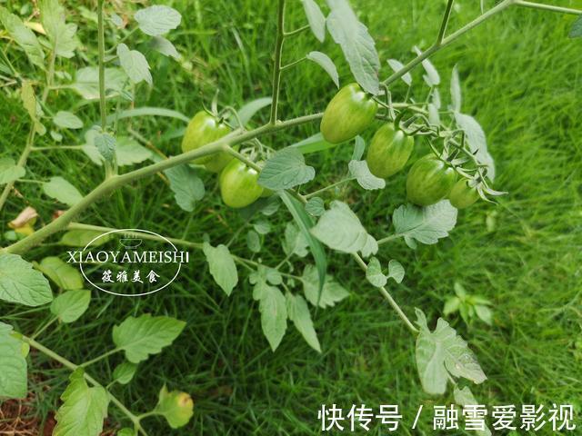 西红柿|这5种“有害”的蔬菜，比农药危害还大，家里有的要留意