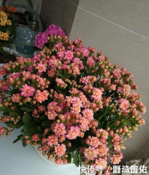 修剪|4种花,就是欠修理,不修不剪不成器,越剪越旺花越爆