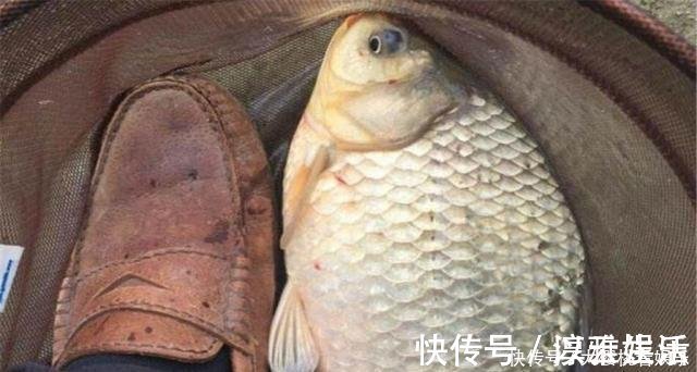 钓饵|这东西常人难以接受,却是很不错的钓鱼饵料,钓鲫鱼鲤鱼效果绝佳