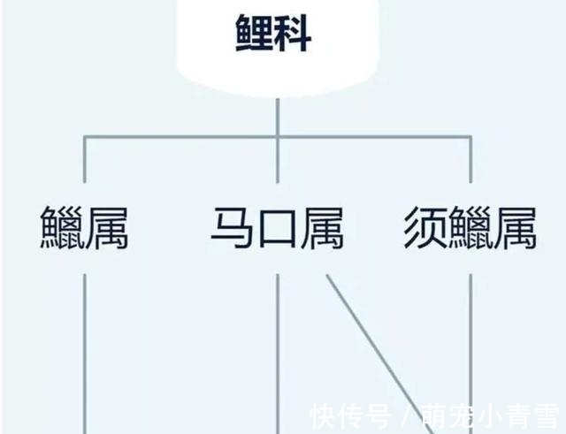 宽鳍鱲|我国最漂亮的原生鱼，未必是鳑鲏和白云金丝，这种小型鱼更漂亮