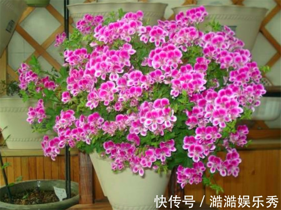 天竺葵怕热度夏难？现在做好5件事，不黑腐根系壮，下波开爆盆