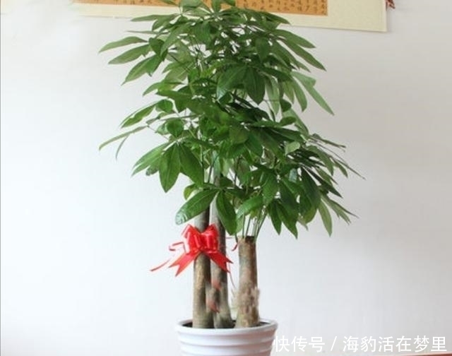 金钱树|春节什么花值得买,6种寓意吉祥、财运亨通的花卉,新年养上一盆