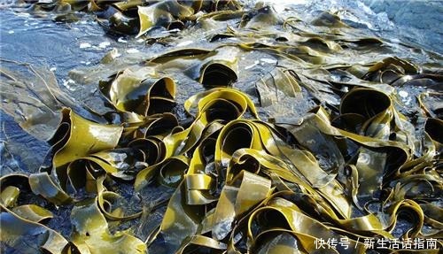 天敌|海带和它是天敌,很多孩子都中招了,早知道,早避开,家人更健康