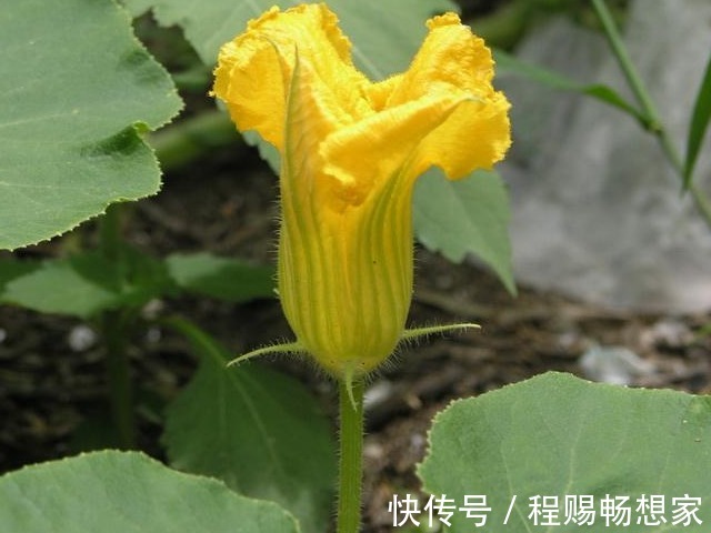 抗癌|百岁爷爷推荐农村老辈人的治病良药南瓜花，既抗癌又治乳腺炎