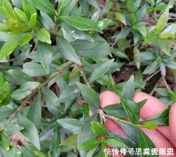 10米长的绿萝,阳台放不下了,看看他是怎么养的吧