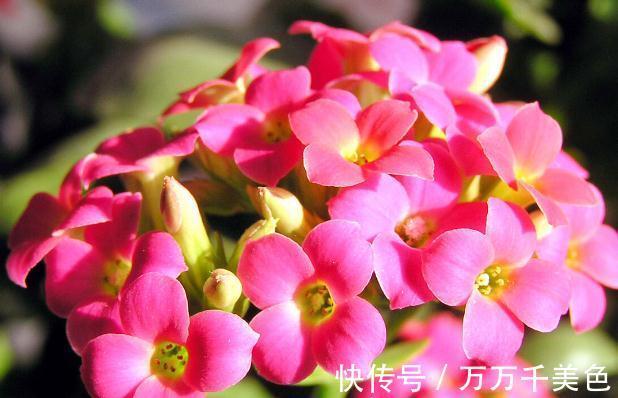 花盆越小开花越好的“皮实”花,塞进小花盆里,好养又好看