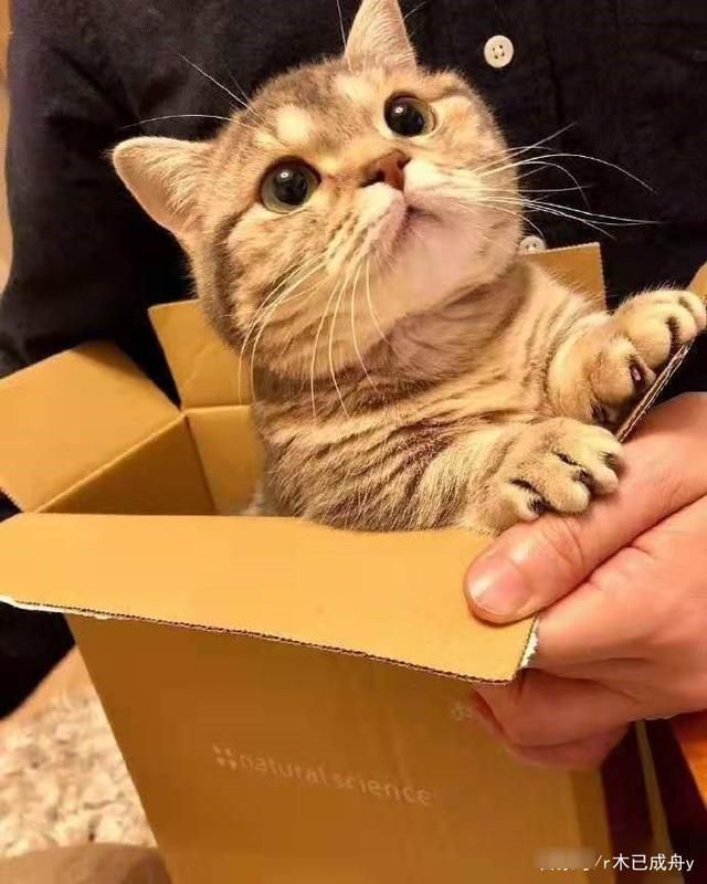 养猫新手必备用品—猫咪奶粉知识攻略！