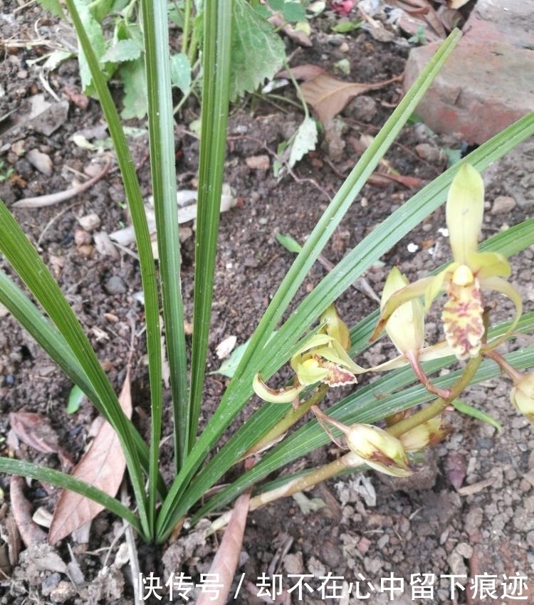 这花不能挖，是保护植物！盘点野外保护植物