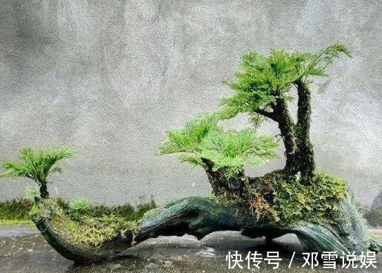 扛把子|在家盆栽5种植物，无需人为打理，是名副其实的''扛把子''