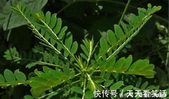 尿路感染|人称“阴阳草”,如今不多见,看到是福气,别拔,拔1棵少1棵