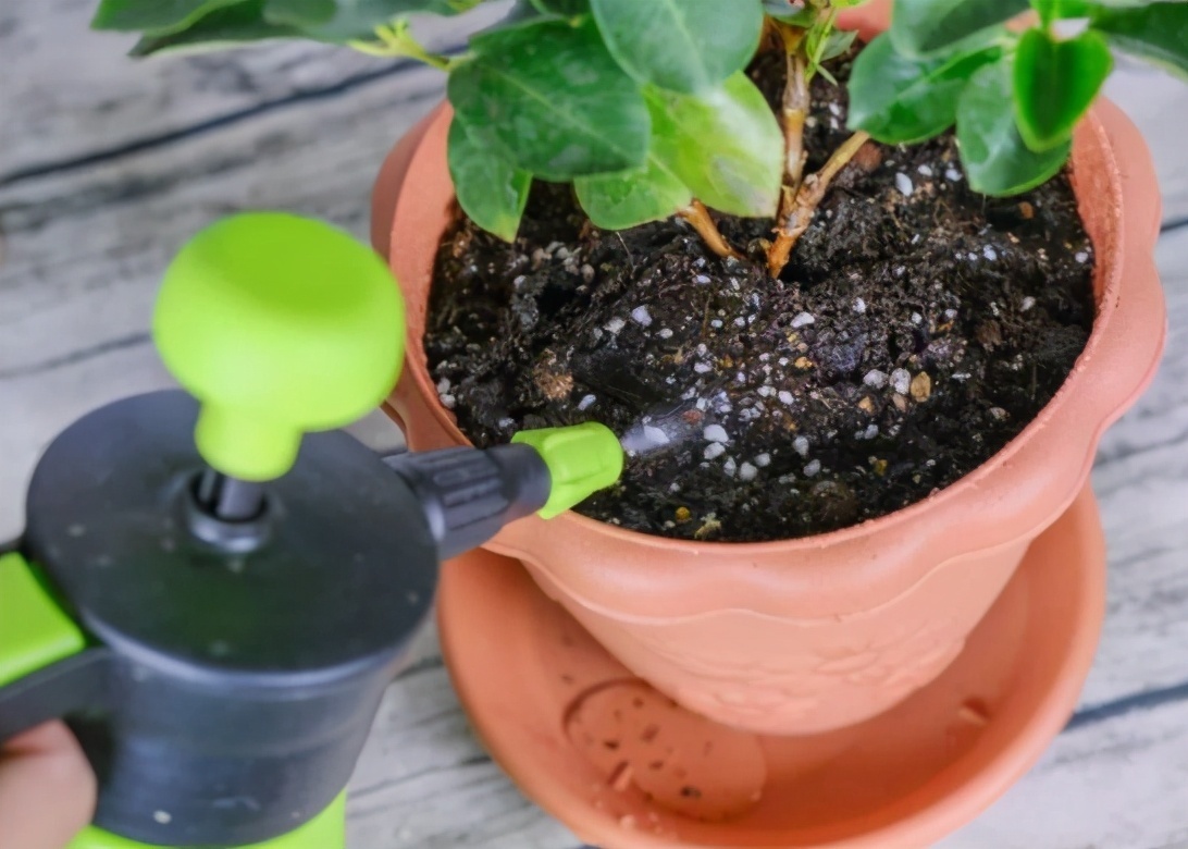 给花换完盆要不要浇水这叫“定根水”，只有“1类”植物不用浇