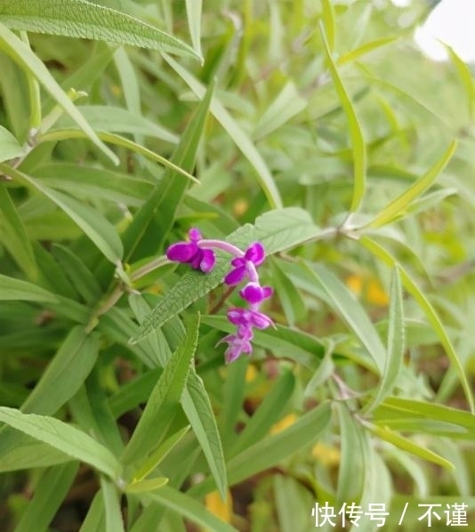 R2|「集微拆评」坚果R2评测:旗舰配置加独有功能,手机更好用了