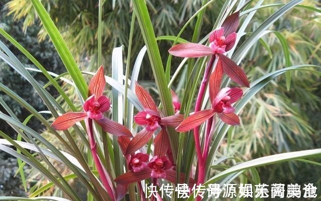 香气|这款兰花香气醇正,花姿典雅大气,喜欢闻花香的花友值得入手!