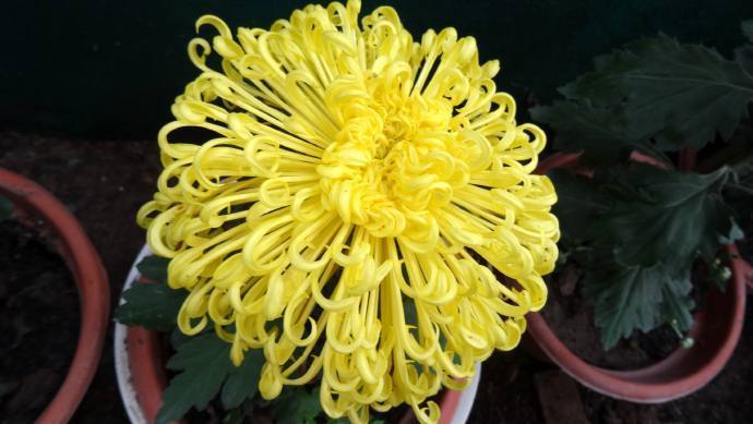 喜欢菊花，不如养盆金丝垂珠，似垂珠耳环，长命富贵，太美艳了！