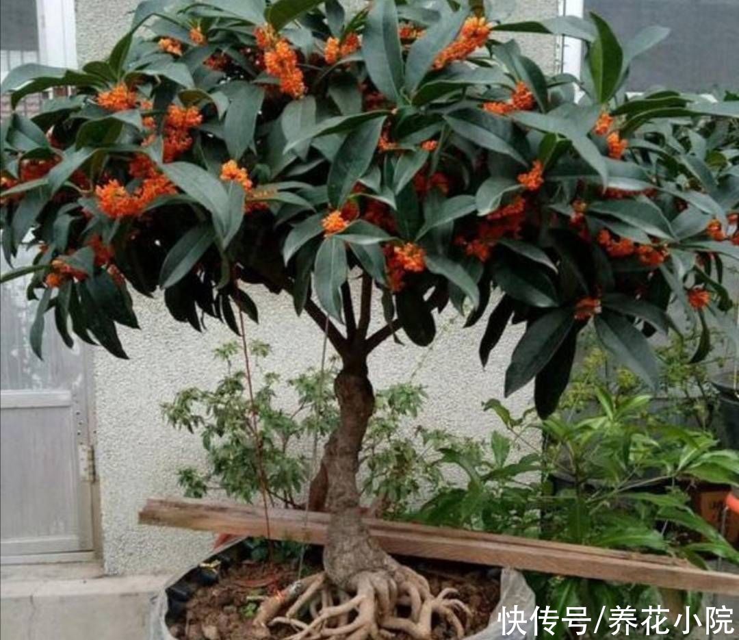 花苞|立秋后，3种花长出花苞，补上几次磷钾肥，提高开花质量