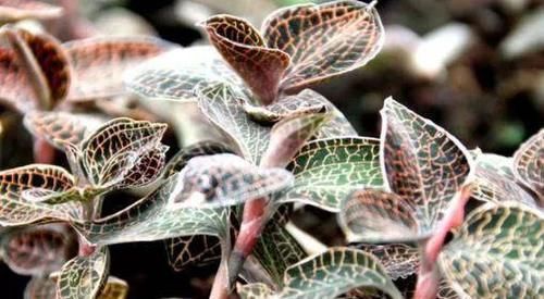 与“人参”齐名的一种植物,是山里上好的野货,一斤就要上百元!