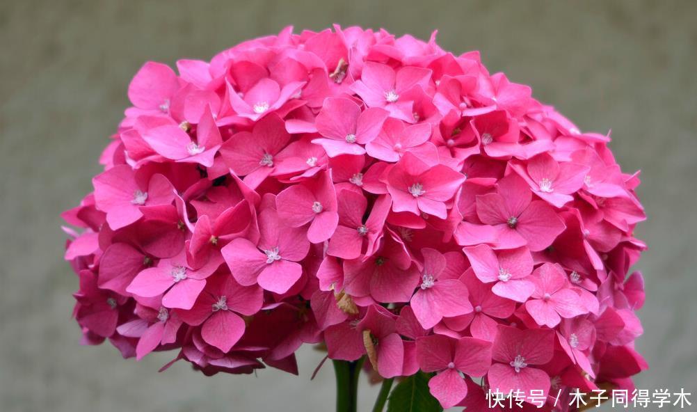 封闭阳台这几种花最好不要入手，因为实在不好养