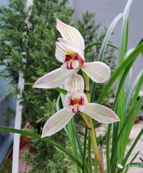 春暖花开,赶紧给这3种花换个土,加点料,三月过后疯了长!