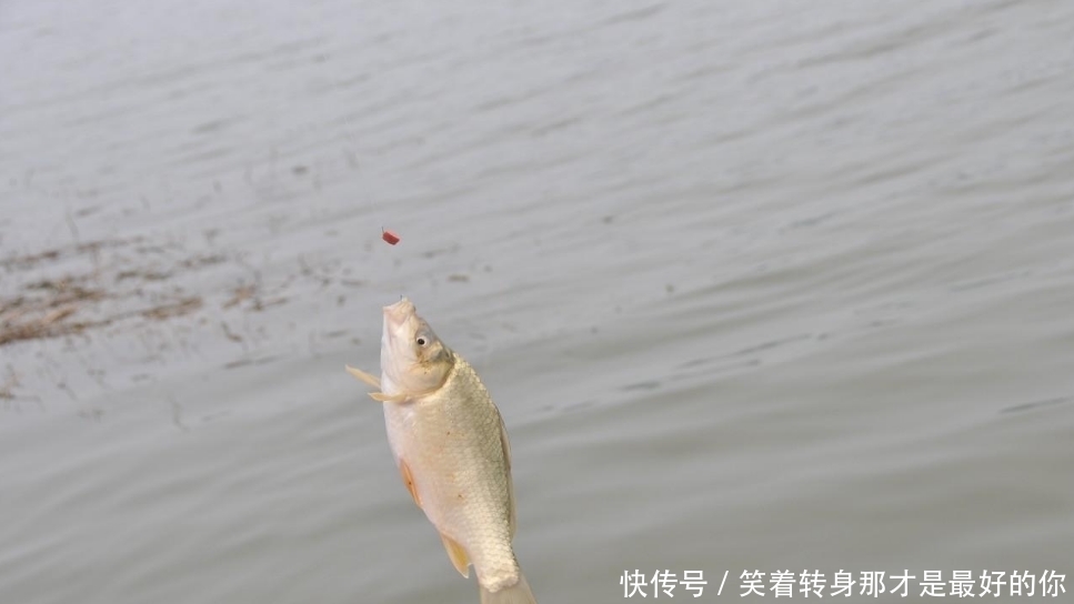 原则|夏钓鲫鱼,掌握这三个原则以及蚕豆粉的妙用,鲫鱼只能乖乖入护