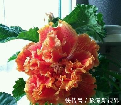 阳台|阳台养盆“扶桑花”，注意4个方面，长成“小树”，四季花开不败
