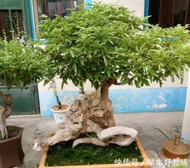 人说农村黄荆“不值钱”,放牛娃天天挖,说做成精品盆景就值了!