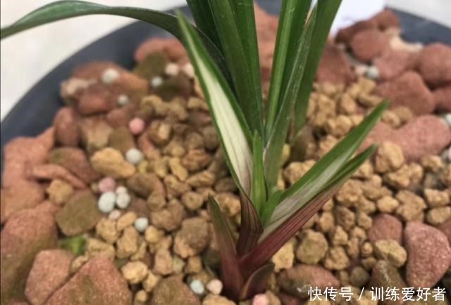 老前辈总结的兰花盖面技巧，记下一句，发芽率和出根率高一倍！