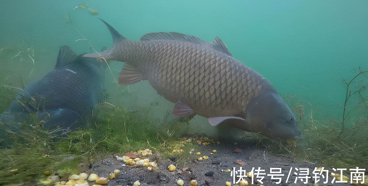 水温|秋分过后,钓鲤鱼真有那么容易吗?掌握好这4点,不连杆都不行