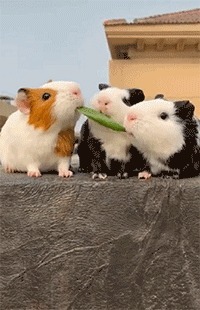 |搞笑gif 你永远也猜不到女主播的背 后, 让 人意 外了