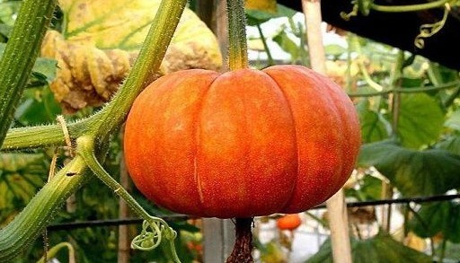 膳食纤维|吃南瓜是降糖，还是升糖，不要相信不靠谱的传言，要相信科学