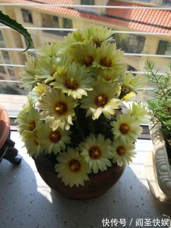 烂球|仙人球开花少,甚至不开花,3点要改善,满盆开出大花苞!