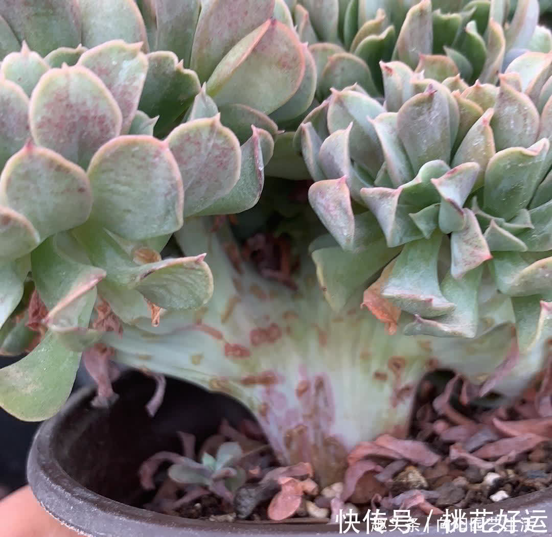 主干|买多肉,不买缀化,养护难度高,养的时间越长,越容易黑腐