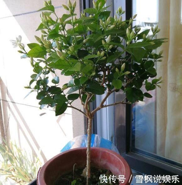 肥料|家中常见一种料,花盆里放一勺,就是万能肥,养花非常赞,呼呼长