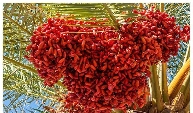 冬季|建议中老年人:冬季多吃4种健康食物,好吃不贵,对身体好