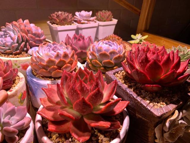 所爱隔山海,山海皆可平!多肉不只露养好看,灯光下的多肉也精彩