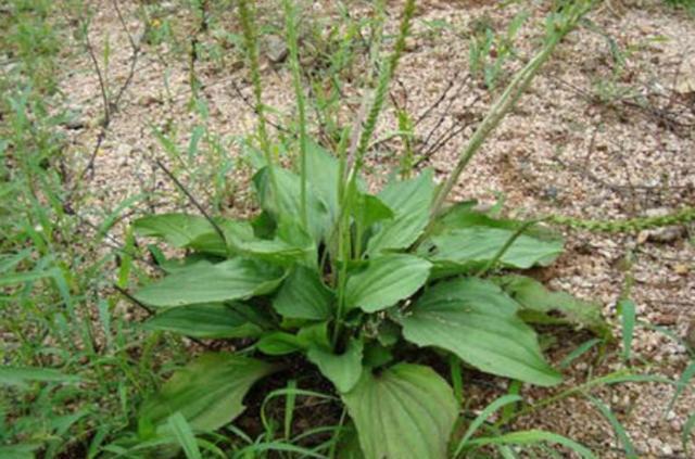 農村1“車前草”,農民認定是害草,見到就拔,卻不知比大米珍貴