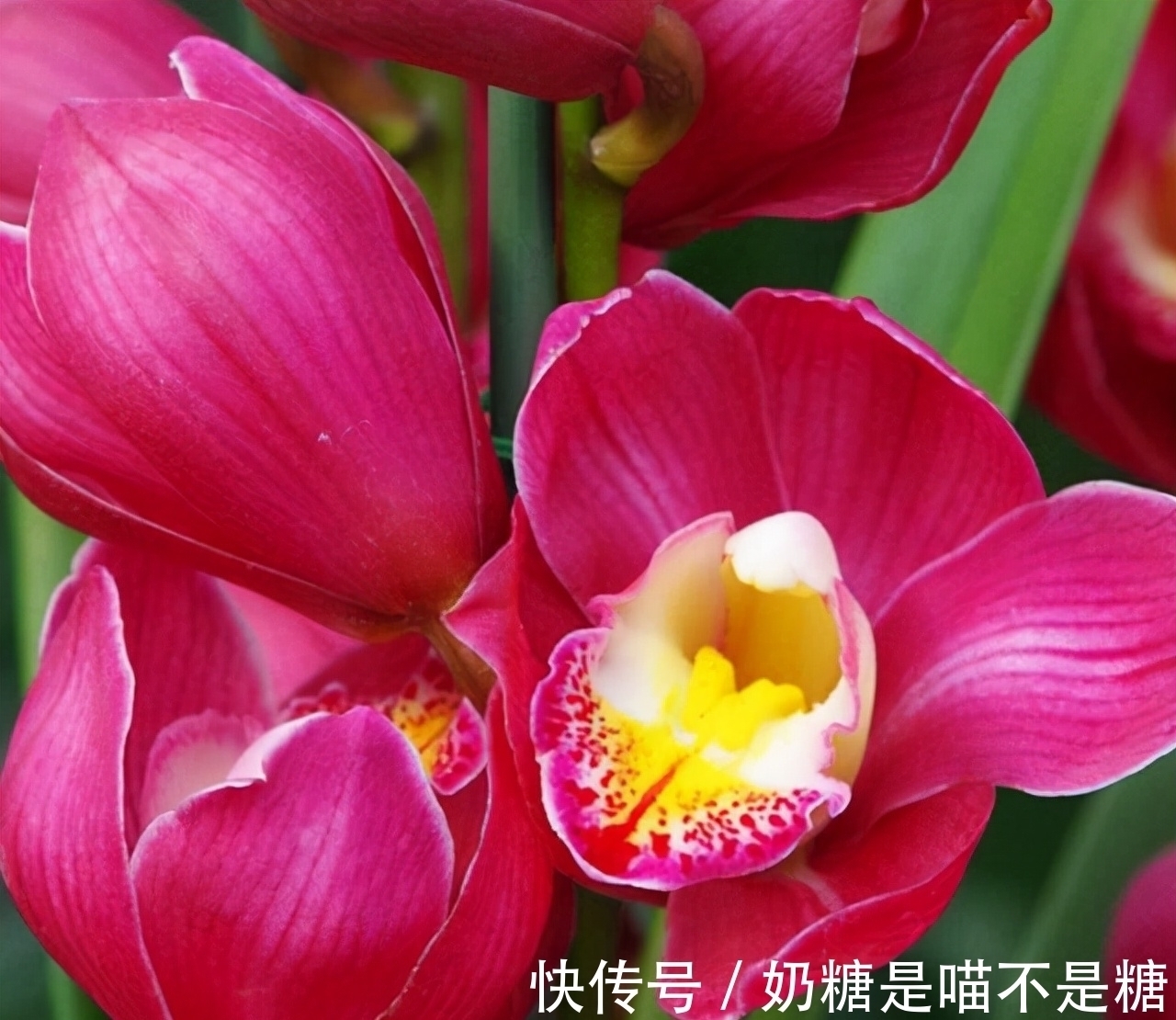 香味|此兰花除了好养,就是爱开花,全年“无休”,摆在家里尽显大气