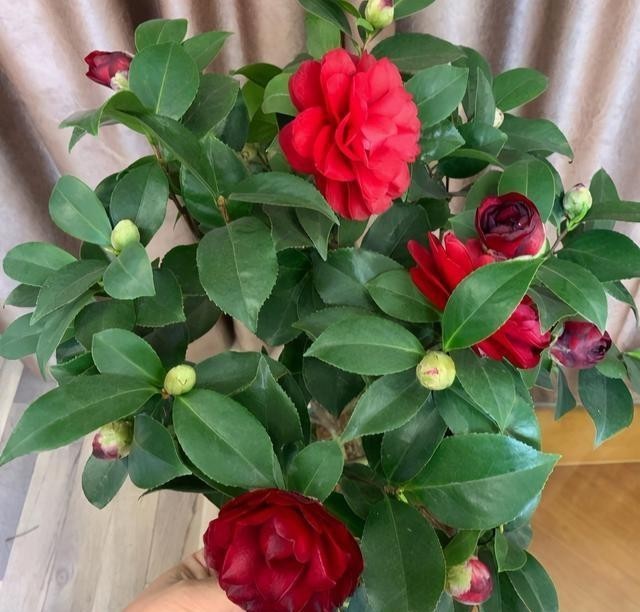 春节|寒冬养茶花,4个窍门“摸透它”,春节开大花,华贵娇艳满枝丫