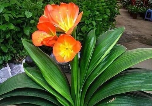 叶片|新养的君子兰,教你一招,不黄叶,不烂根,花箭呼呼冒