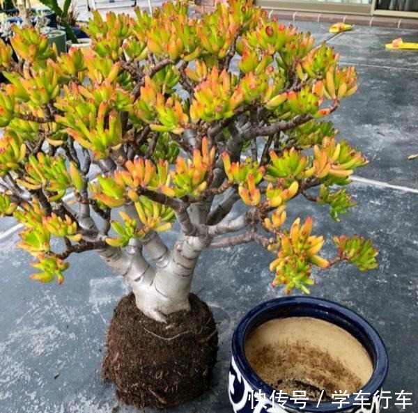 喜欢多肉,怎能不养一棵“吸财树”老桩成盆景,高端大气上档次!