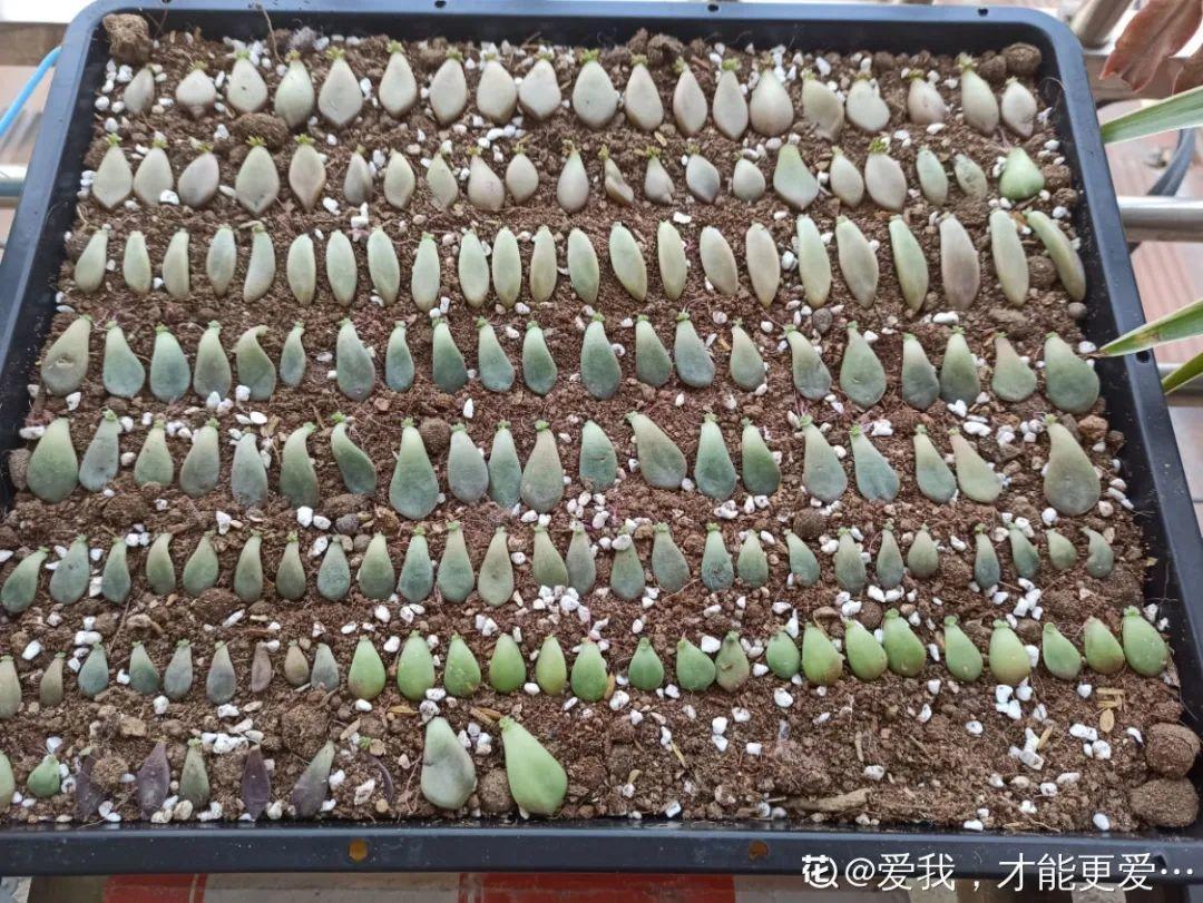 叶片|8种花夏天太容易死,现在赶紧扦插,死了也不心疼!