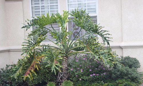 受欢迎|蔓绿绒观叶植物里的大家族,叶子颜色形态各异,我家就养了几种