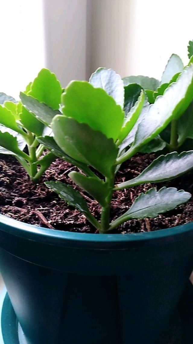 春天养花,掰个“新芽”塞盆里,15天生根长叶,养好还开花