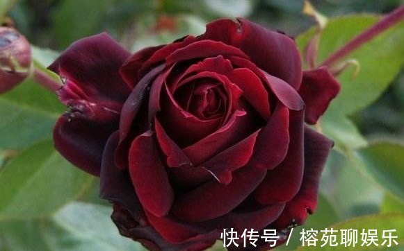 黑玫瑰|大家见过“黑魔术玫瑰”吗花色如墨，高贵优雅，观赏性价值极高