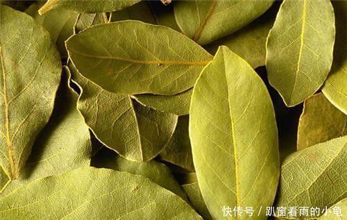 调料中的香叶是什么树的叶子?这种树的栽种环境如何呢?