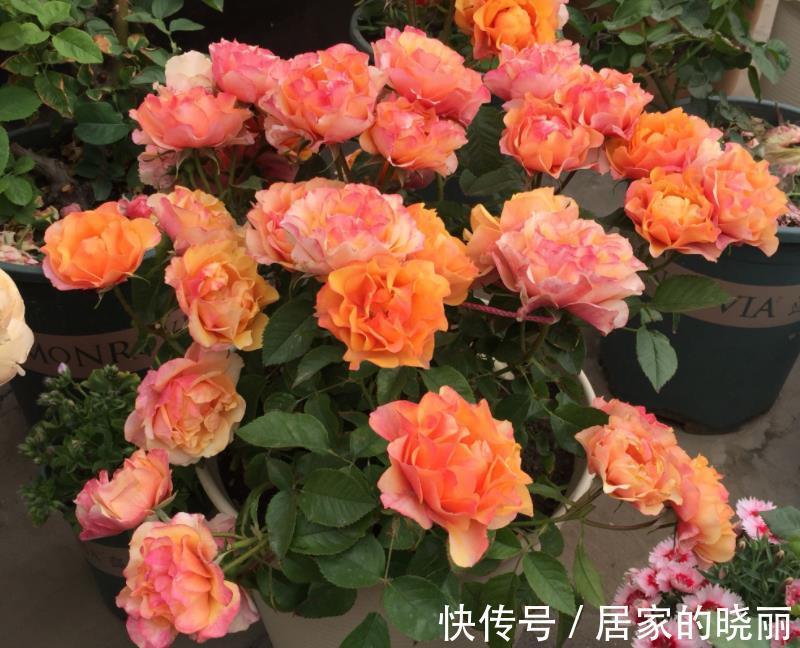 盆栽|此款微型月季四季开,1次维持1个月,是开花机器里的“劳模”