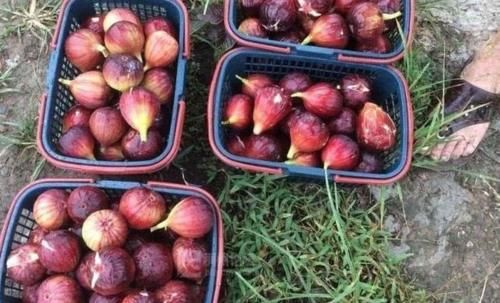 延缓衰老|聪明女性排毒三伏天坚持吃3种食物,补充营养,延缓衰老排毒养颜