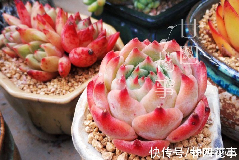 上色美成仙|7月8月徒长变青菜的多肉，9月做好四件事，10月上色美成仙