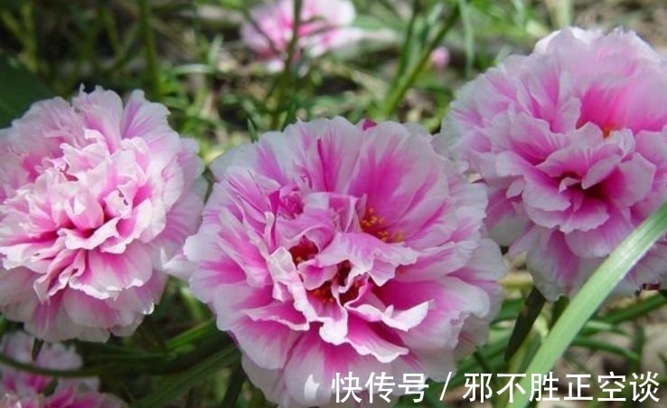 几种花,开花漂亮又好养,开花漂亮财运来,一养就上瘾