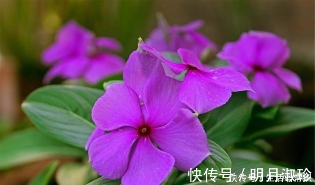 花期|一年四季都开花的八大名花,常年花开不断,养花人怎能不喜欢!